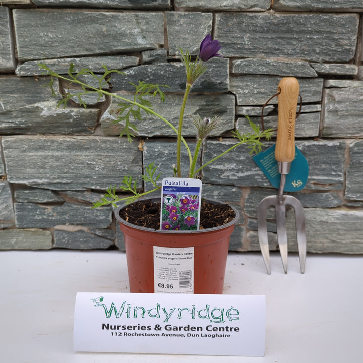 Pulsatilla vulgaris Violet Blue