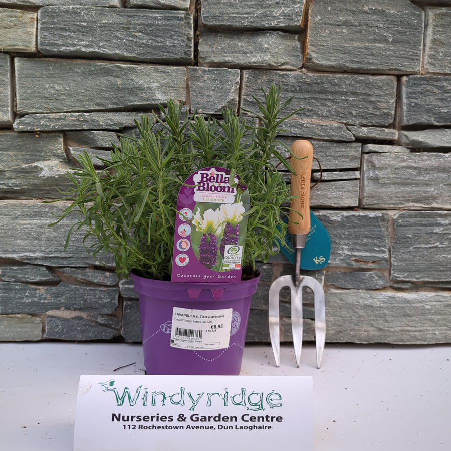 LAVANDULA s. Tiara (Lavender) - Grow Your Own - Windyridge Garden Centre