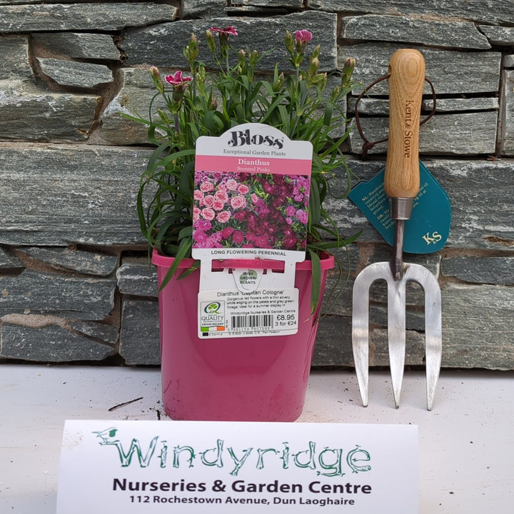 Carnation Dianthus Capitan Cologne (2Ltr Pot)