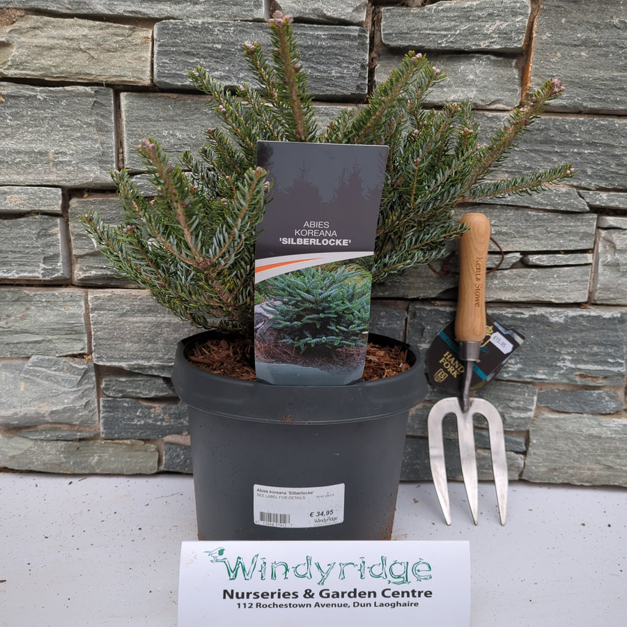 Abies Koreana Silberlocke  30-40 Cm - Shrubs - Windyridge Garden Centre