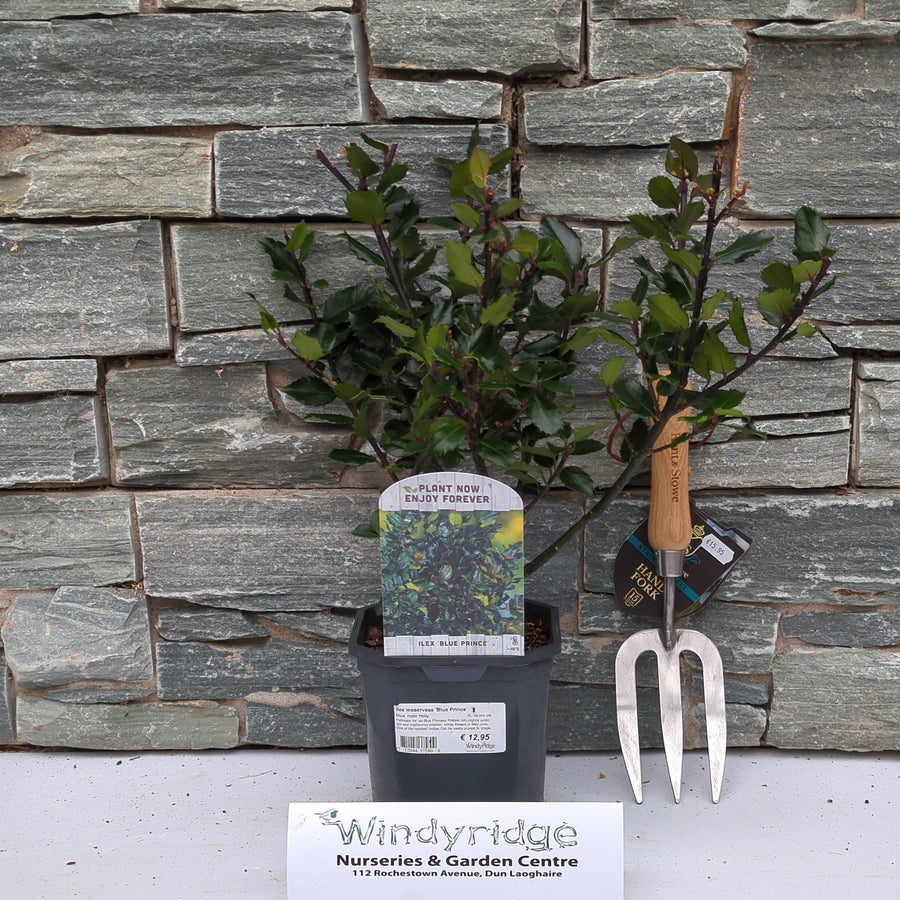 Ilex Meserveae Blue Prince  2L, Square Pot - Shrubs - Windyridge Garden Centre