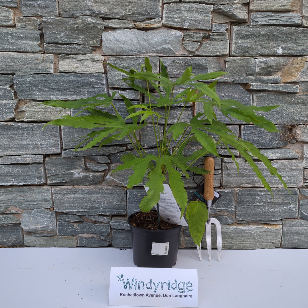 Fatsia polycarpa Green Fingers