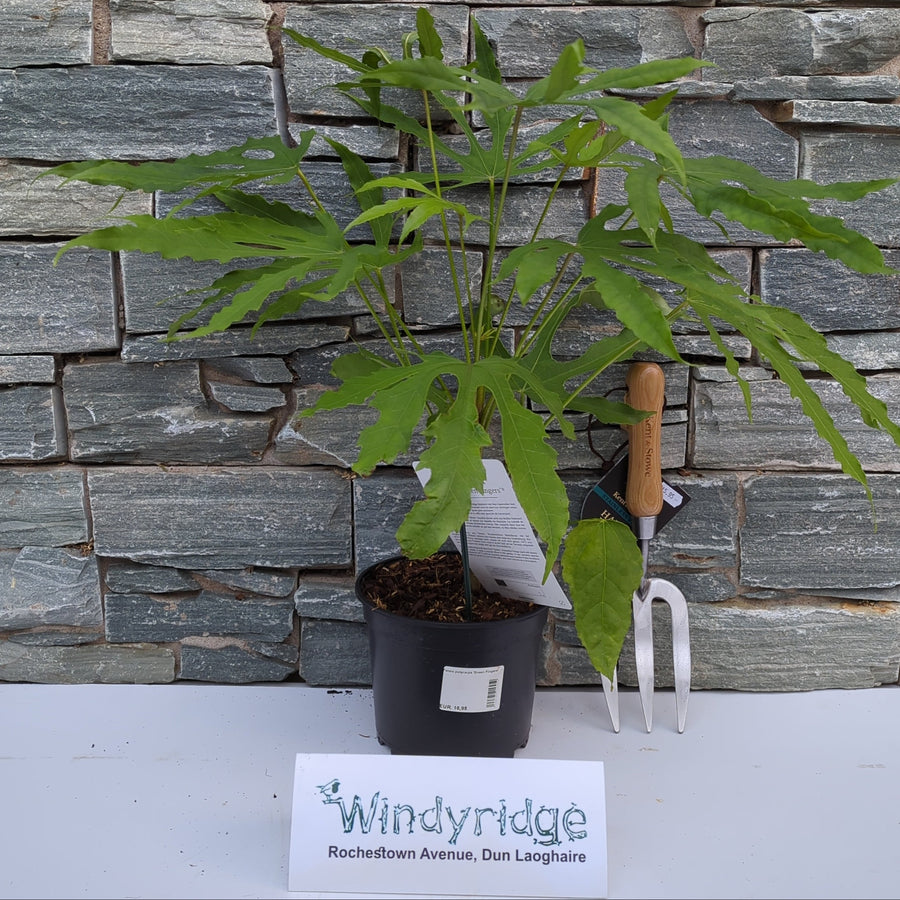 Fatsia Polycarpa Green Fingers - Shrubs - Windyridge Garden Centre