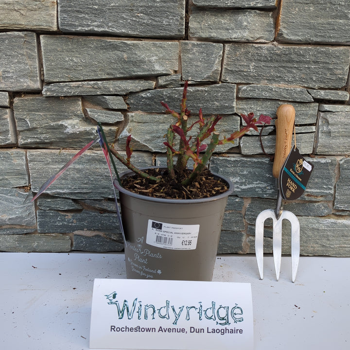 ROSA SPECIAL ANNIVERSARY