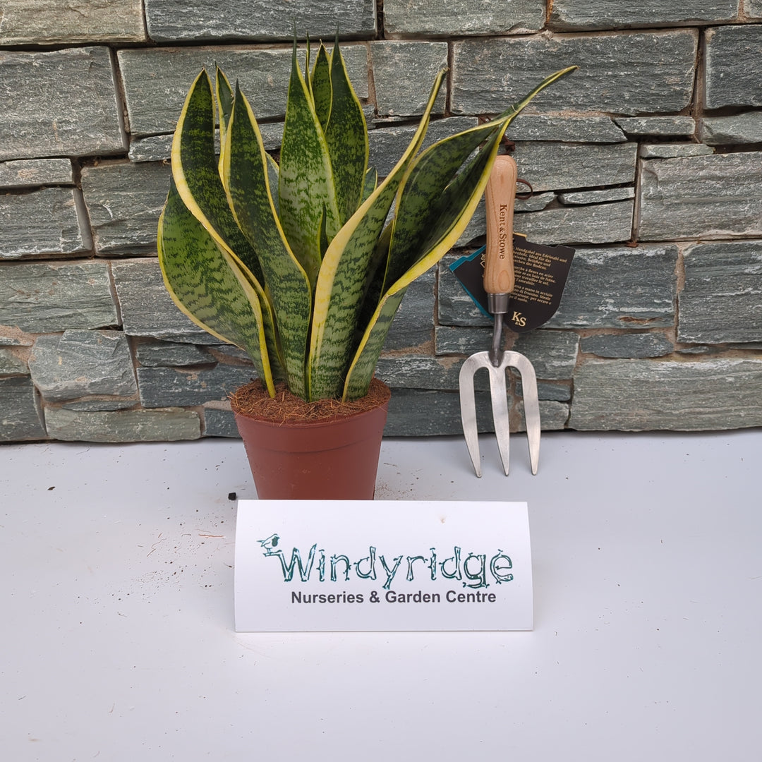 Sansevieria trif. Futura Superba  P14