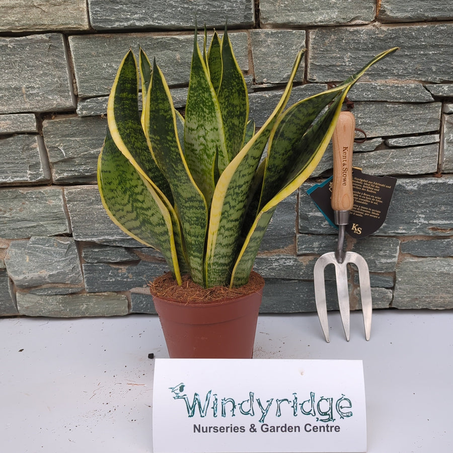 Sansevieria Trif. 'Futura Superba' P14 - Indoor Plants - Windyridge Garden Centre