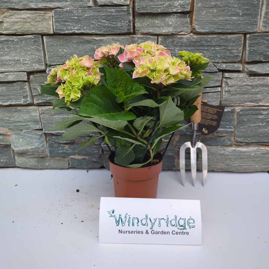 Hydrangea Pink(Indoor) P14, 78 Flower - Indoor Plants - Windyridge Garden Centre