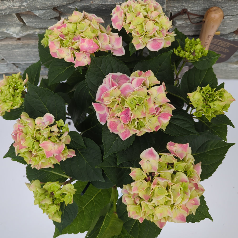Hydrangea Pink(Indoor) P14, 78 Flower - Indoor Plants - Windyridge Garden Centre