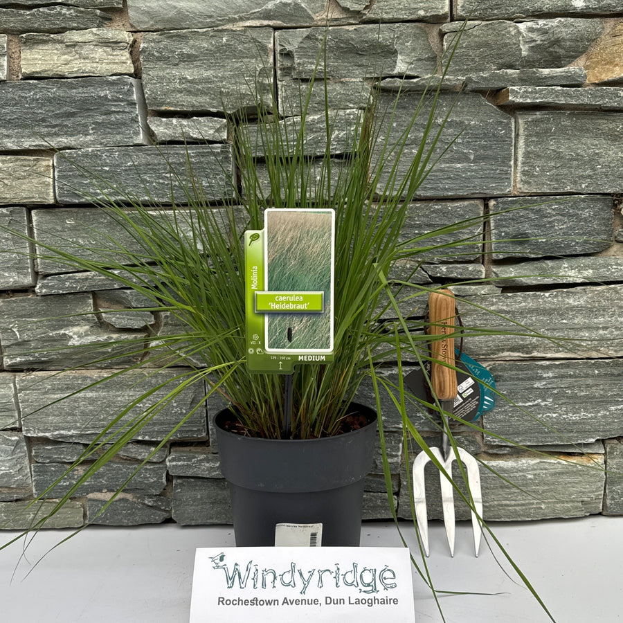 Purple Moor Grass Molinia Caerulea Heidebraut (3Ltr Pot) - Herbaceous - Windyridge Garden Centre