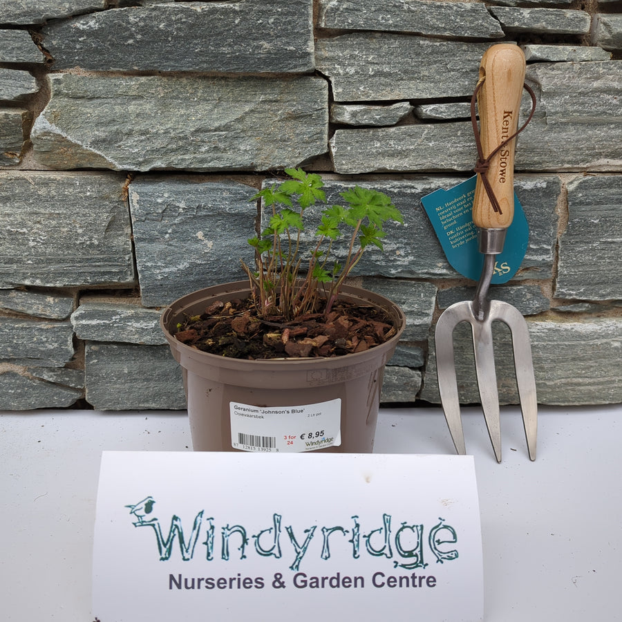 Geranium 'Johnson'S Blue' 2 Ltr Pot - Shrubs - Windyridge Garden Centre