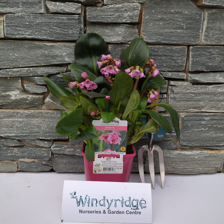 Bergenia Rosi Klose