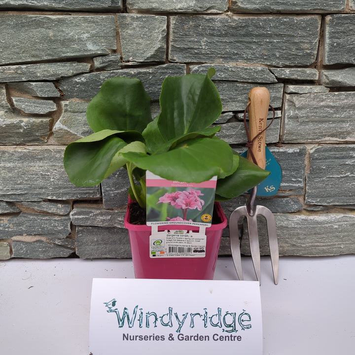 Bergenia cordifolia