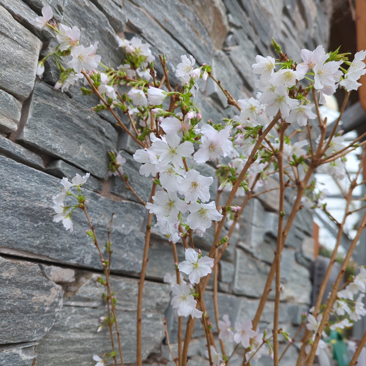 Prunus in cultivars (H)