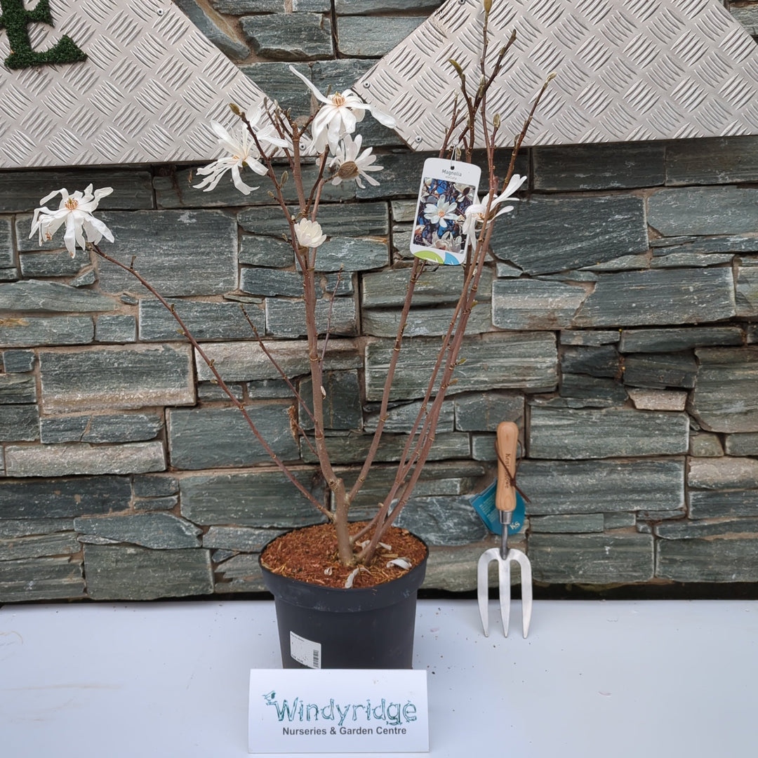 Magnolia stellata