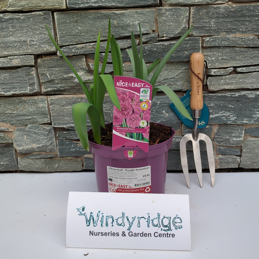 Allium Holl. 'Purple Sensation' - Herbaceous - Windyridge Garden Centre