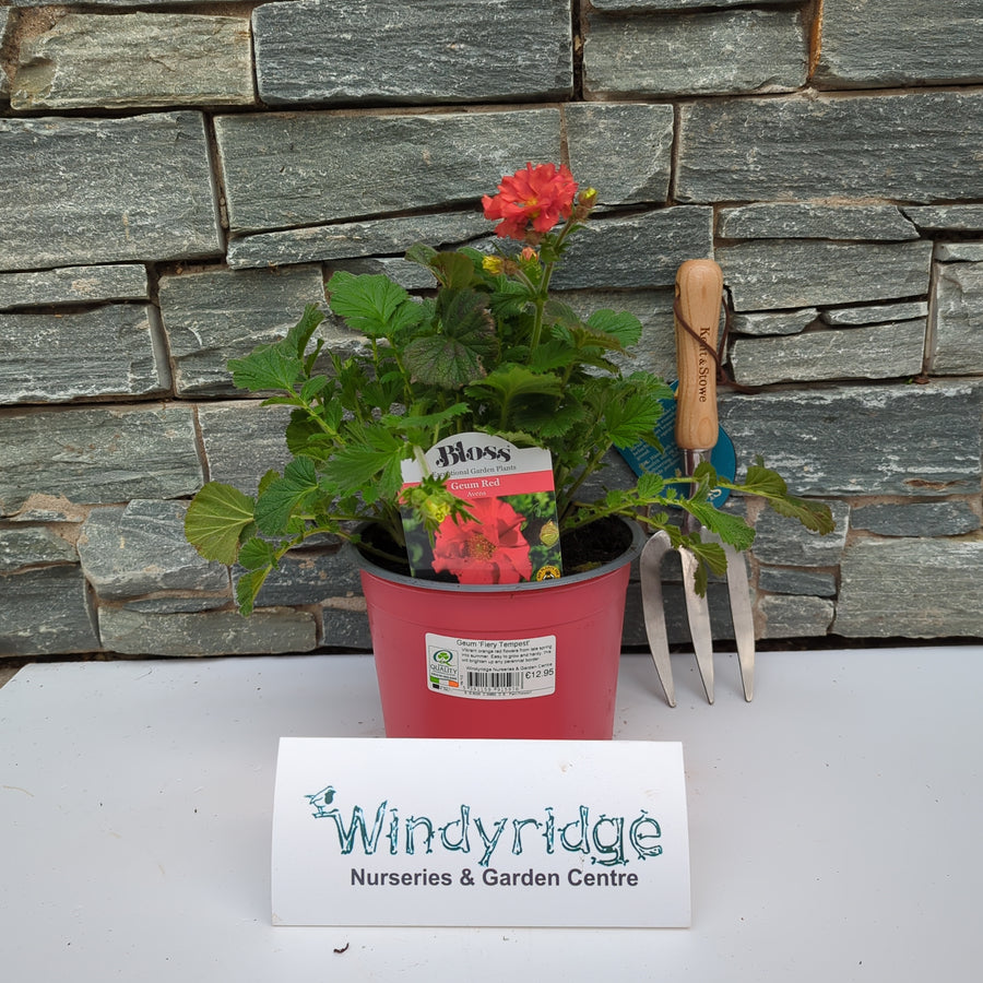 Geum Fiery Tempest - Herbaceous - Windyridge Garden Centre
