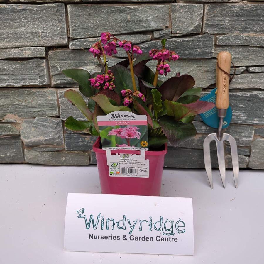 Bergenia 'Eroica' - Herbaceous - Windyridge Garden Centre