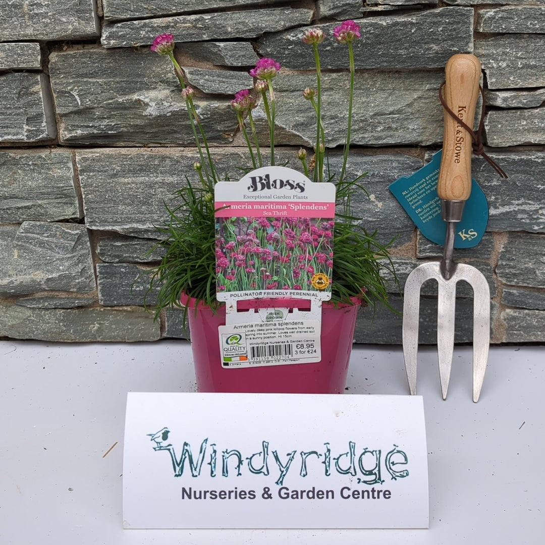 Armeria maritima splendens (pink)