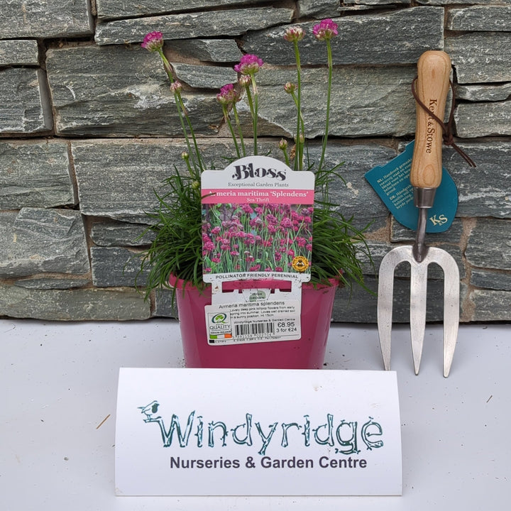 Armeria maritima splendens (pink)