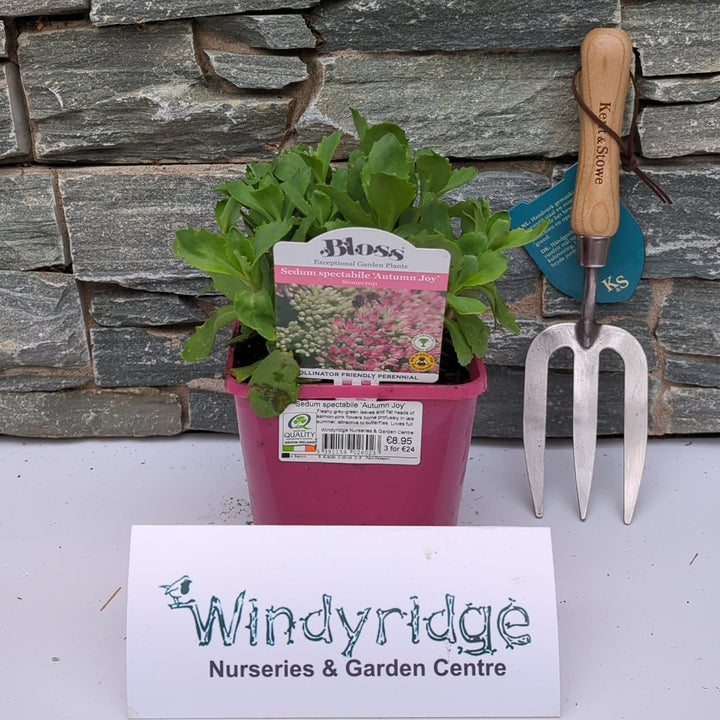 Sedum spectabile Autumn Joy
