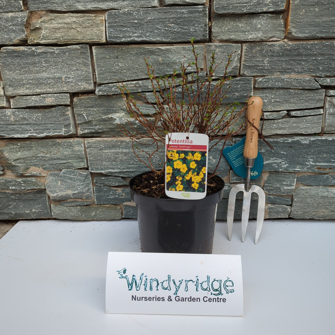 Potentilla Goldfinger