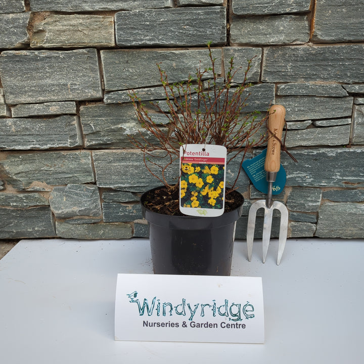 Potentilla Goldfinger