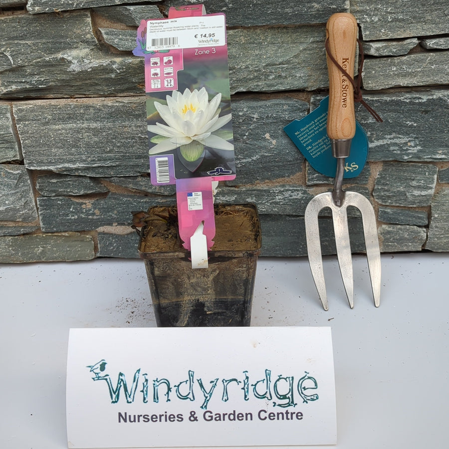 Nymphaea Mix P11 - Shrubs - Windyridge Garden Centre