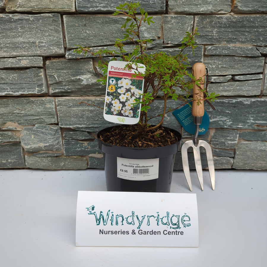 Potentilla Abbotswood - Shrubs - Windyridge Garden Centre