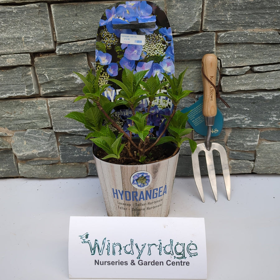 Hydrangea Teller Blue - Shrubs - Windyridge Garden Centre
