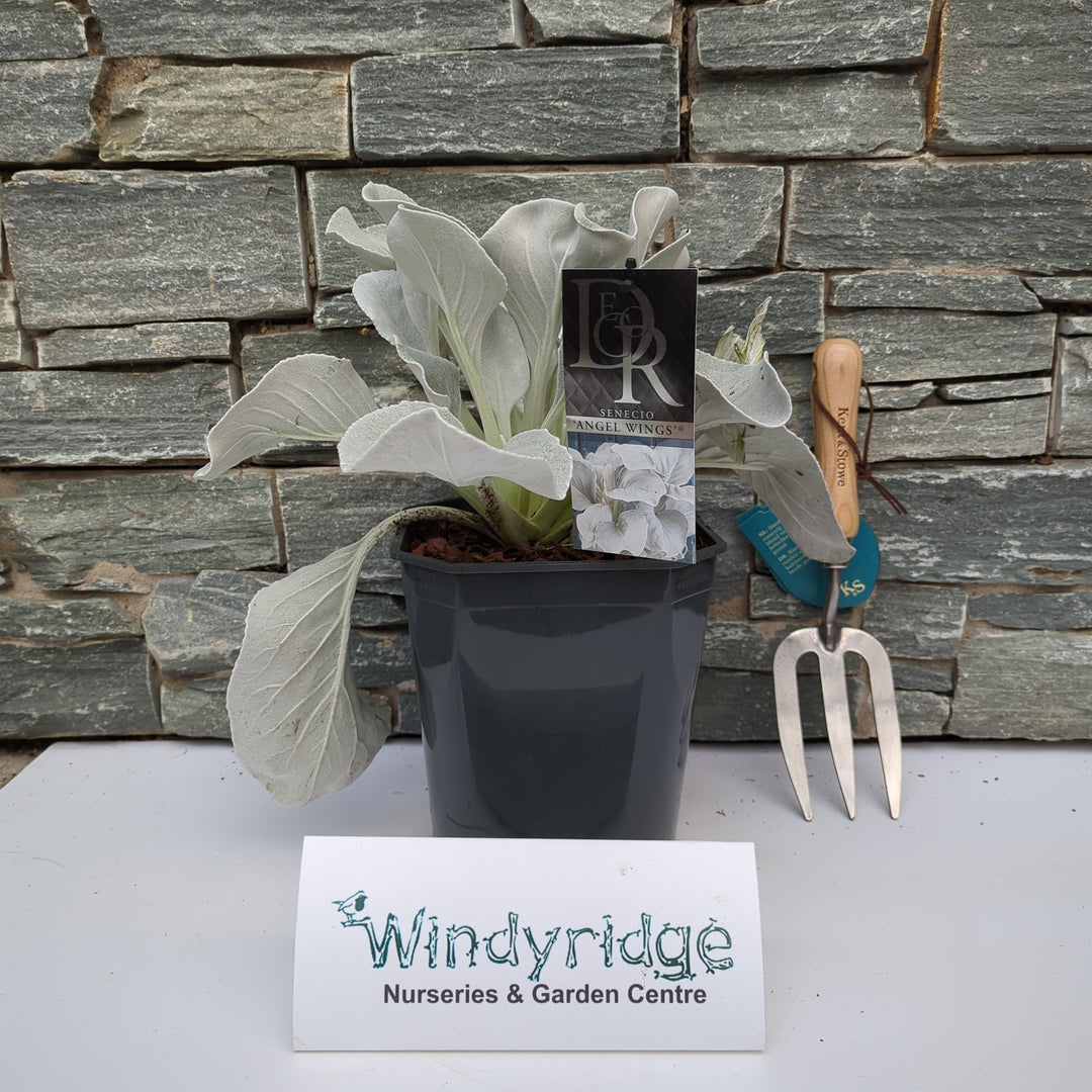 Senecio cand. Angel WingsÃÂ®