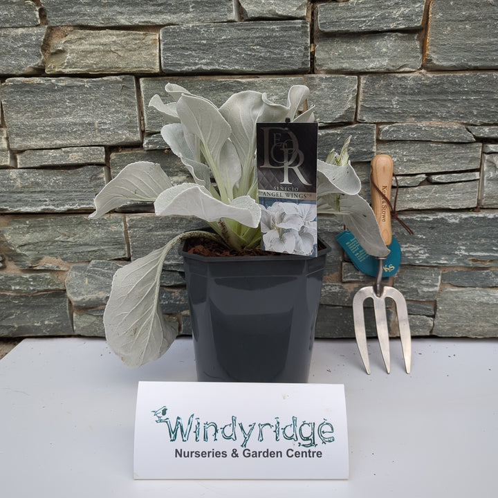 Senecio cand. Angel WingsÃÂ®