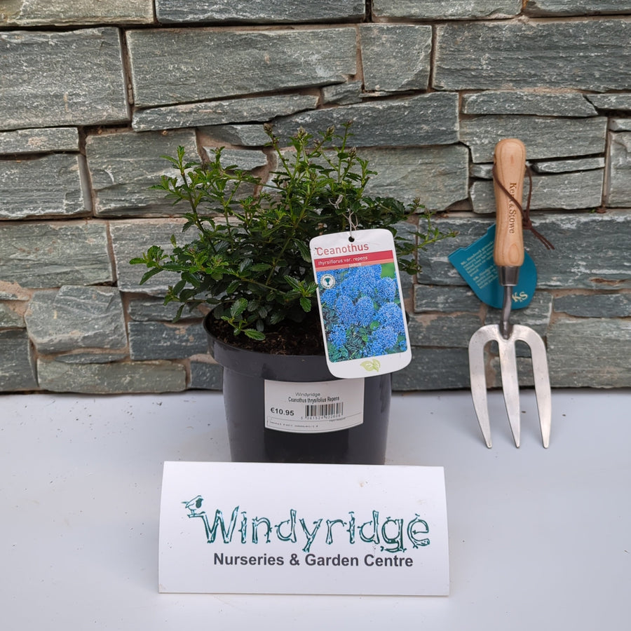 Ceanothus Thrysifolius Repens - Shrubs - Windyridge Garden Centre