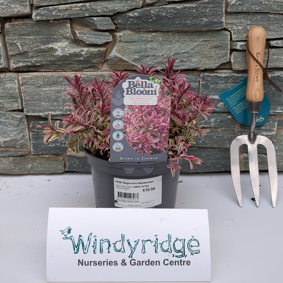Hebe Magicolors Heartbreaker - Shrubs - Windyridge Garden Centre