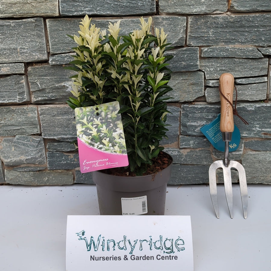Euonymus Jap. Paloma Blanca - Shrubs - Windyridge Garden Centre