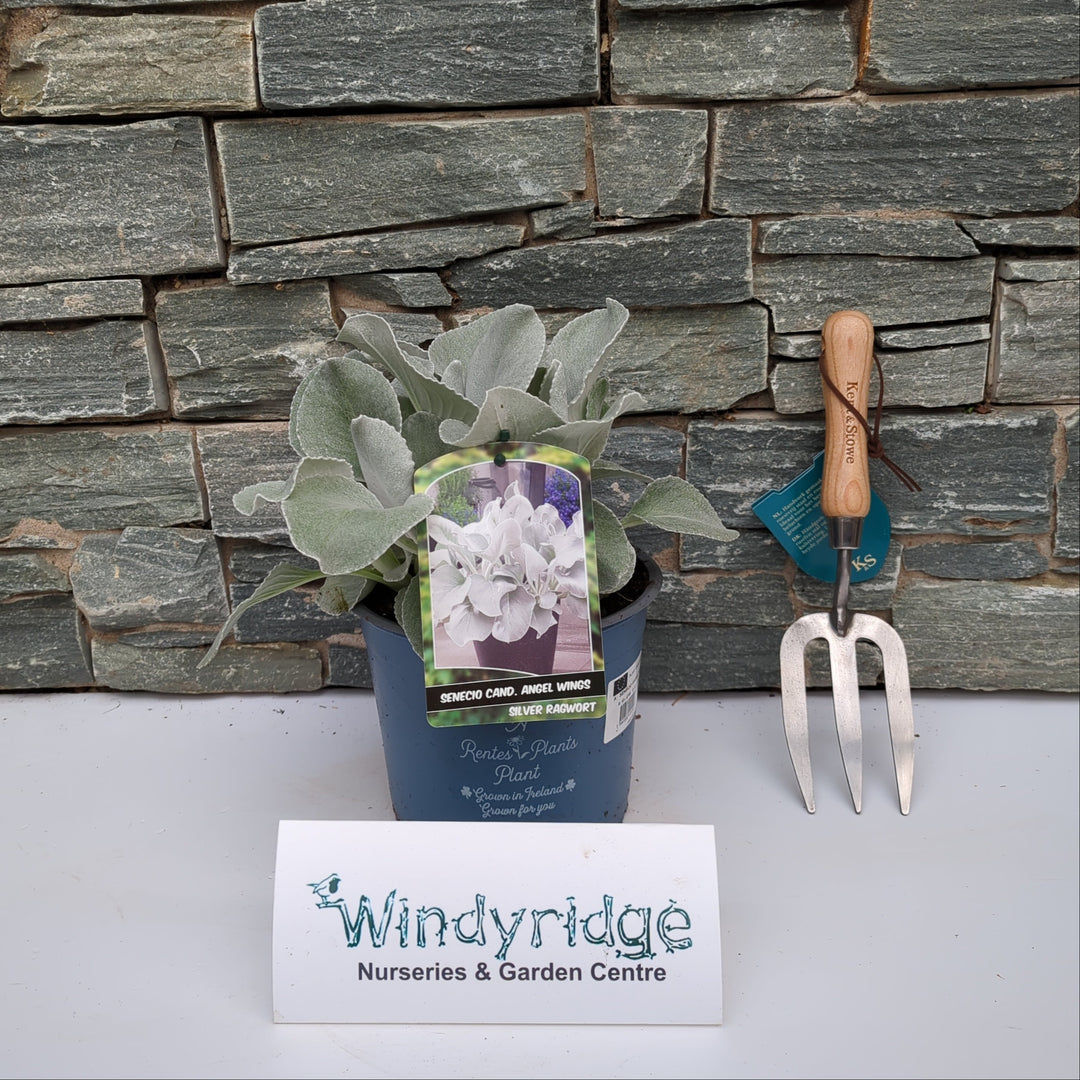 SENECIO ANGEL WINGS 3Ltr