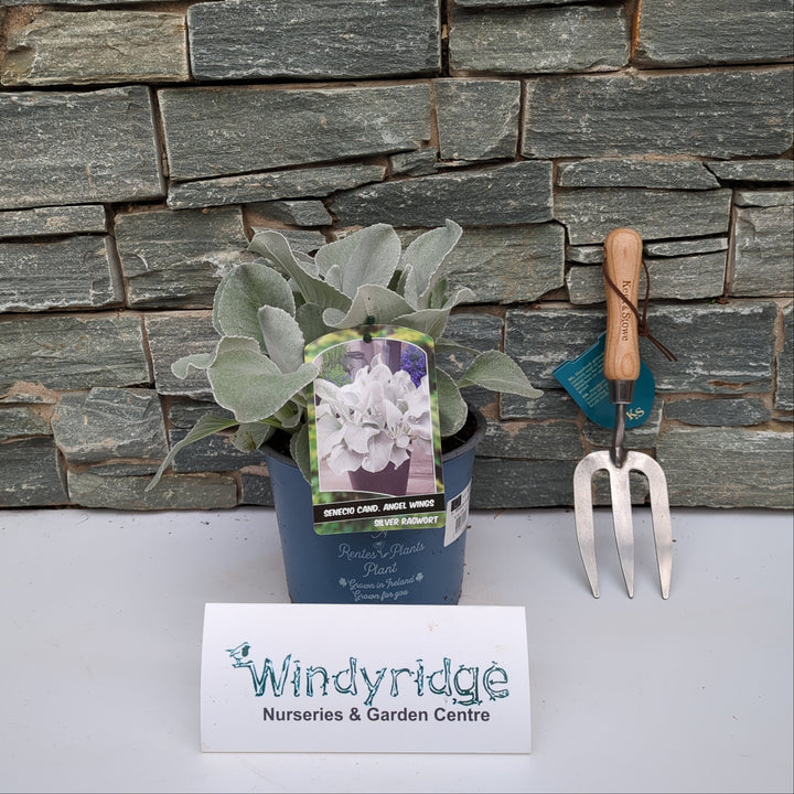 SENECIO ANGEL WINGS 3Ltr