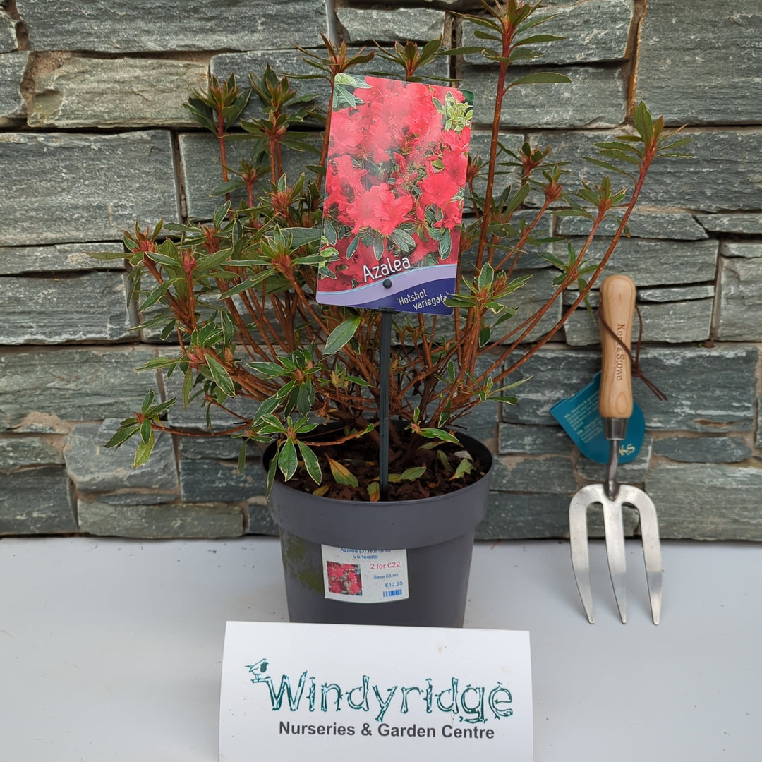 Azalea (J) Hot Shot Variegata - Shrubs - Windyridge Garden Centre