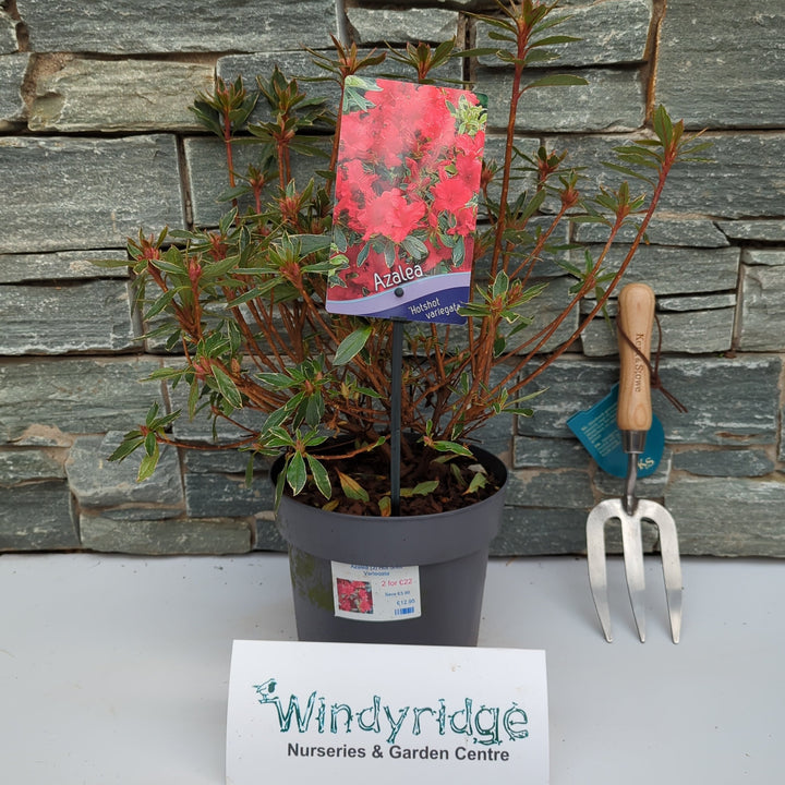 Azalea (J) Hot Shot Variegata - Shrubs - Windyridge Garden Centre