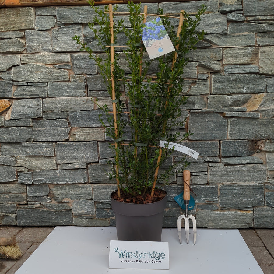 Ceanothus Impressus Victoria - Shrubs - Windyridge Garden Centre