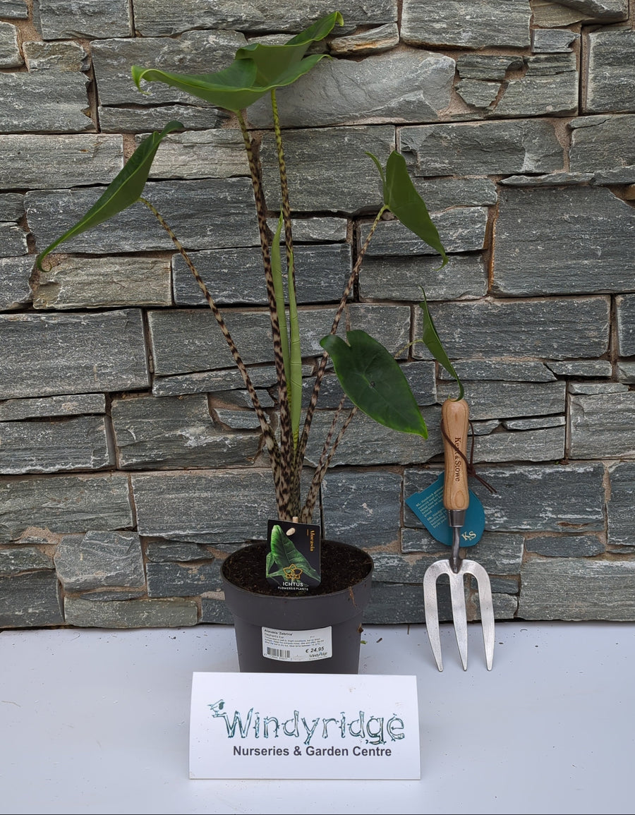 Alocasia Zebrina P17 - Indoor Plants - Windyridge Garden Centre