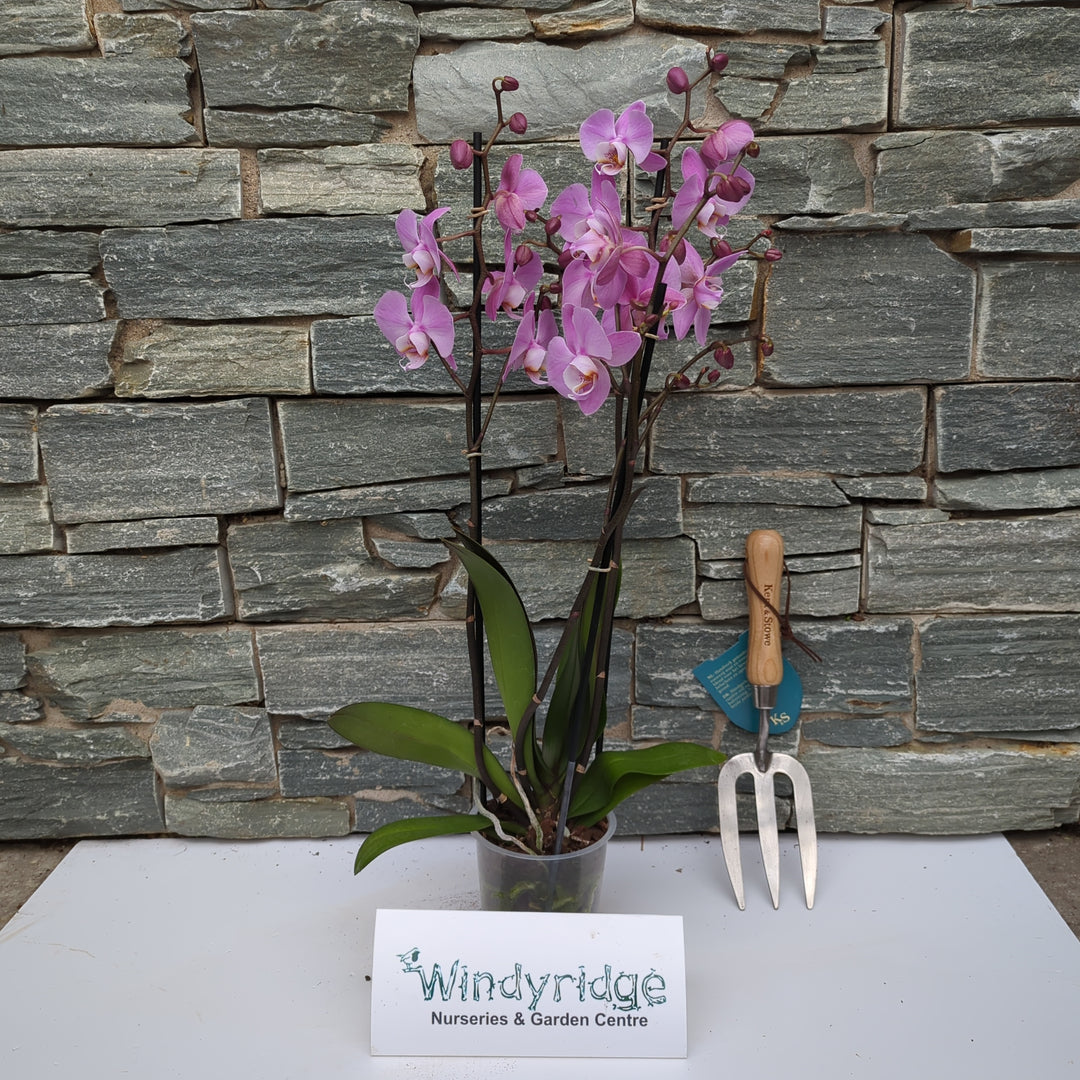 Phalaenopsis Eco mix 3 stem