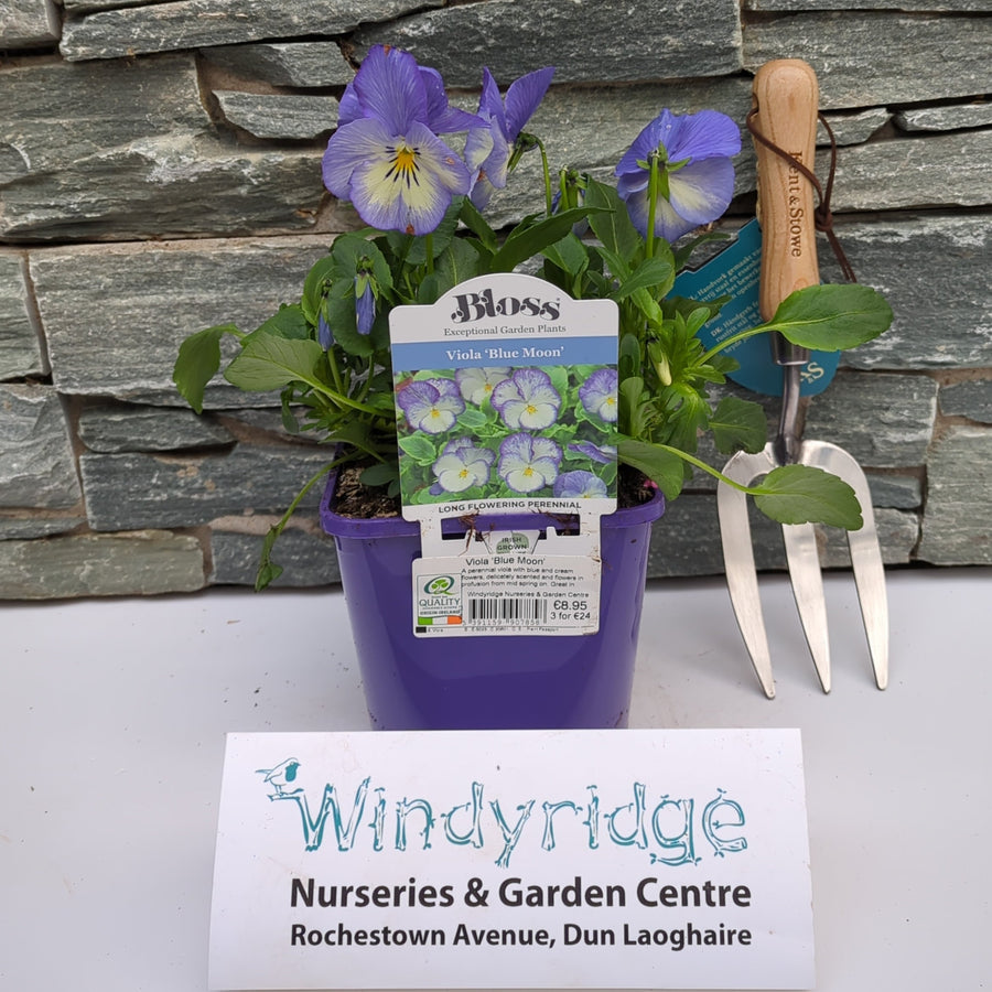 Viola 'Blue Moon' - Herbaceous - Windyridge Garden Centre