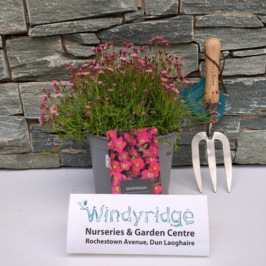 Saxifraga Alpino Early Rose - Herbaceous - Windyridge Garden Centre