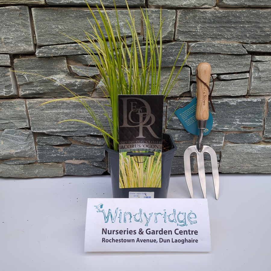 Grassy Leaved Sweet Flag (Acorus Gramineus Ogon) - Herbaceous - Windyridge Garden Centre
