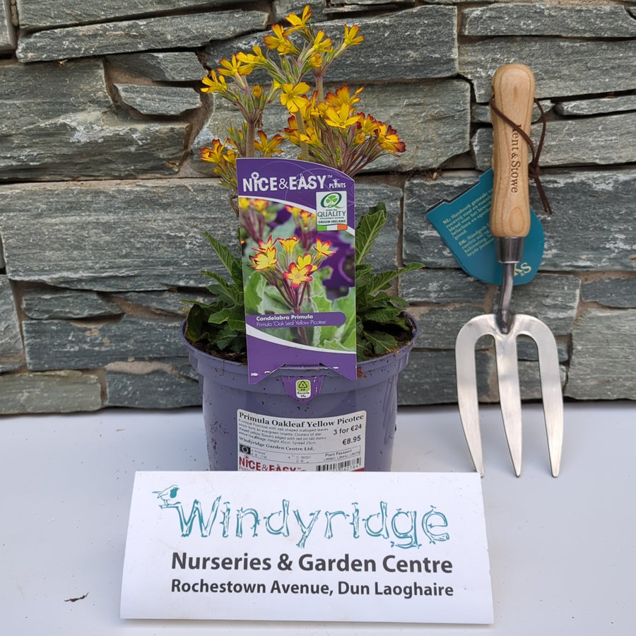 Primula Oakleaf Yellow Picotee - Herbaceous - Windyridge Garden Centre