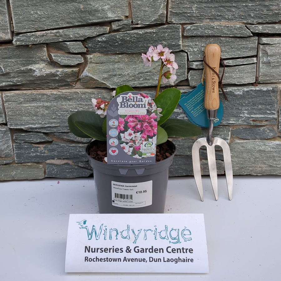 Bergenia Harzkristall - Herbaceous - Windyridge Garden Centre