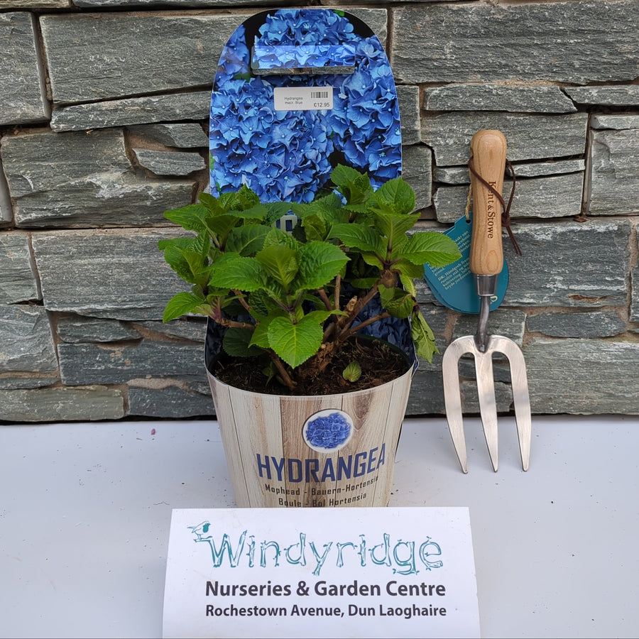 Hydrangea Macr. Blue - Shrubs - Windyridge Garden Centre