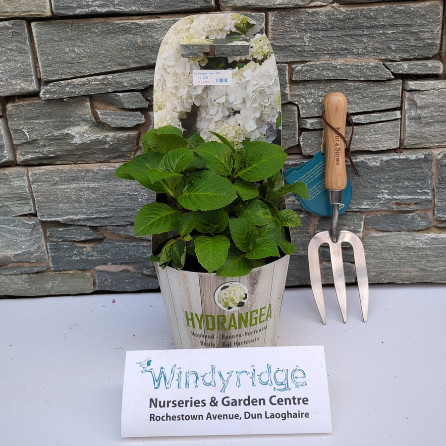 Hydrangea Macr. White - Shrubs - Windyridge Garden Centre