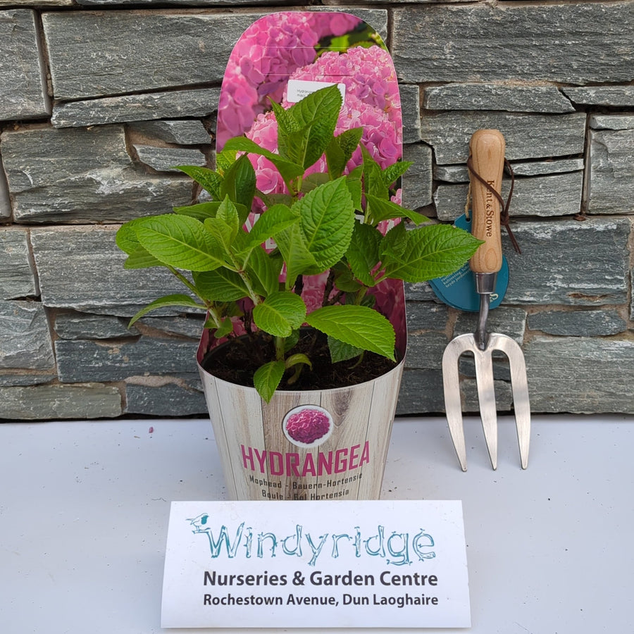 Hydrangea Macr. Pink - Shrubs - Windyridge Garden Centre