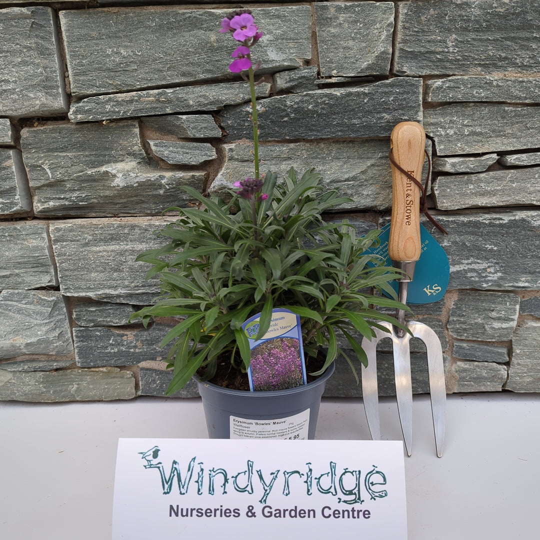 Erysimum Bowles Mauve  P13
